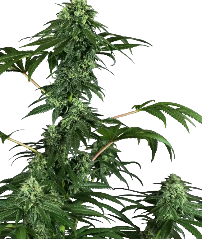 420 Punch Feminized (Research) – Pflanze