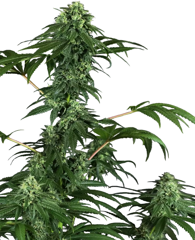 420 Punch Feminized (Research) – Pflanze