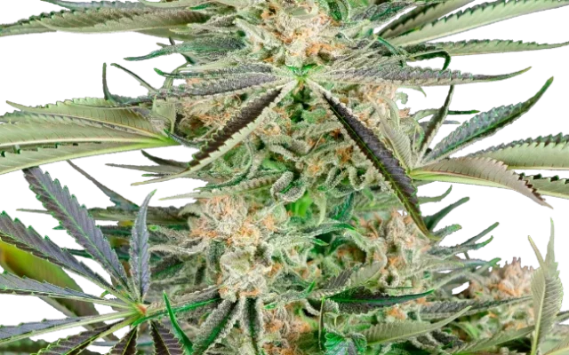 Screwdriver OG Feminized (Research) – Pflanze