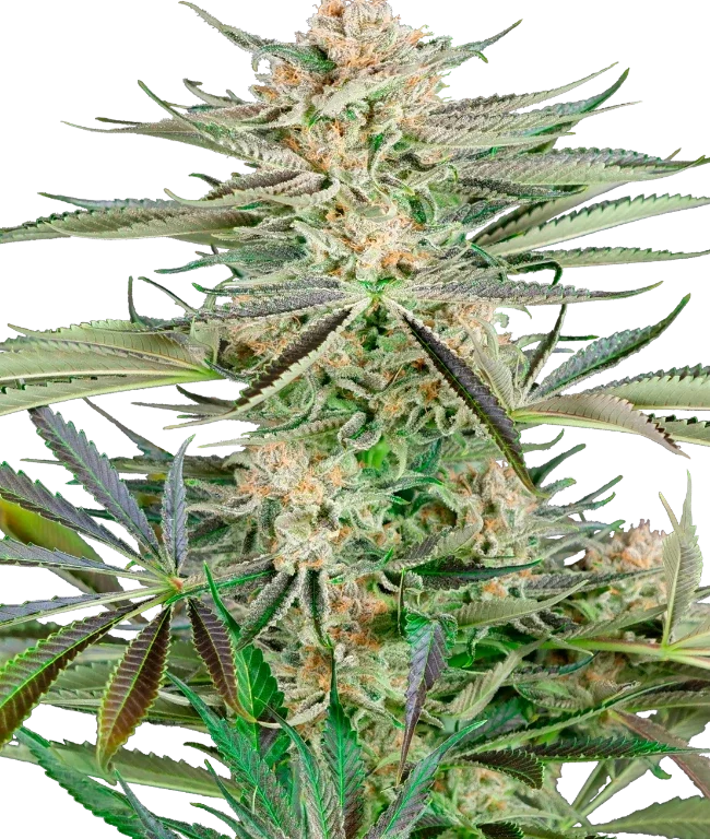 Screwdriver OG Feminized (Research) – Pflanze