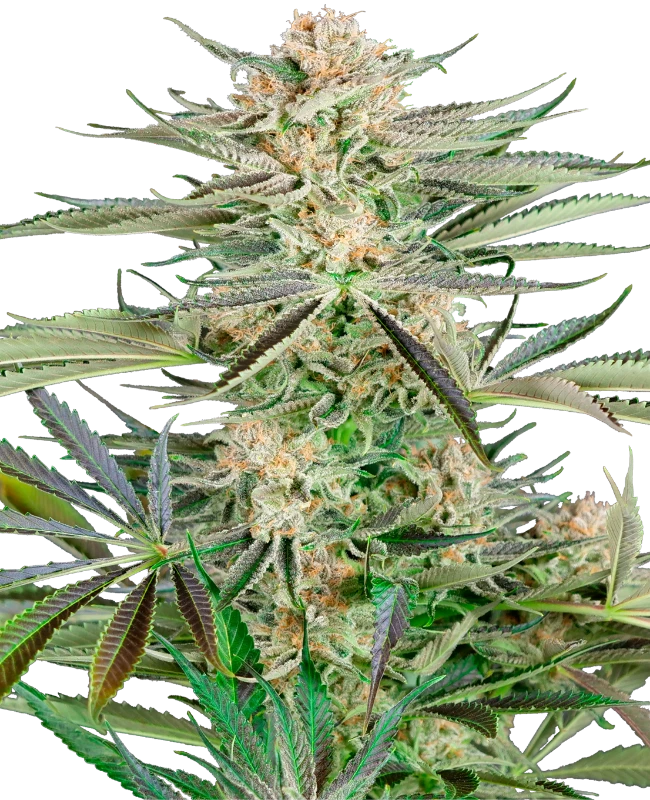 Screwdriver OG Feminized (Research) – Pflanze