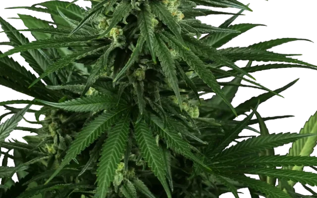 Honey Melon Kush Feminized (Research) – Pflanze