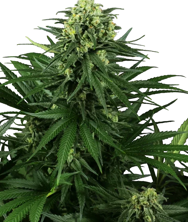 Honey Melon Kush Feminized (Research) – Pflanze