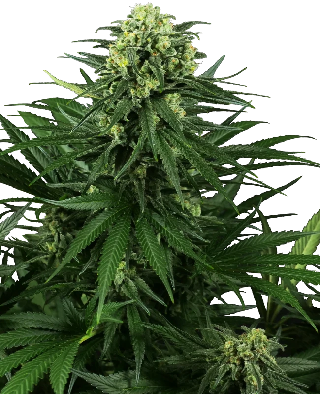 Honey Melon Kush Feminized (Research) – Pflanze