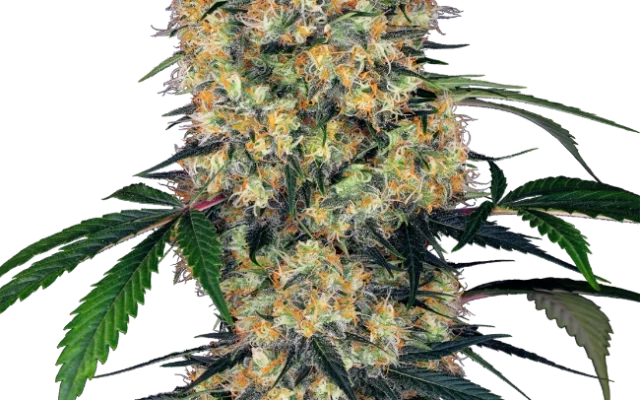 Sensi Amnesia XXL Automatic (Research) – Pflanze