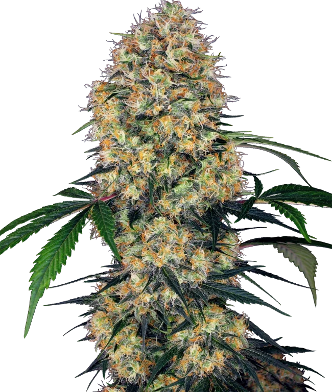 Sensi Amnesia XXL Automatic (Research) – Pflanze