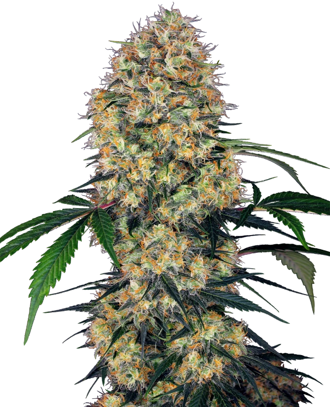 Sensi Amnesia XXL Automatic (Research) – Pflanze