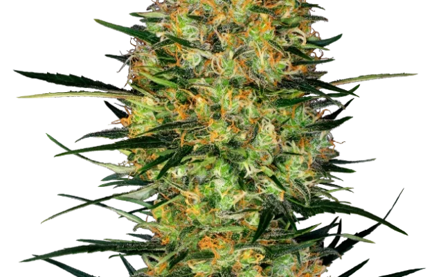 Caramellow Kush Automatic (Research) – Pflanze
