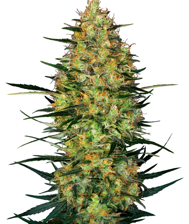 Caramellow Kush Automatic (Research) – Pflanze