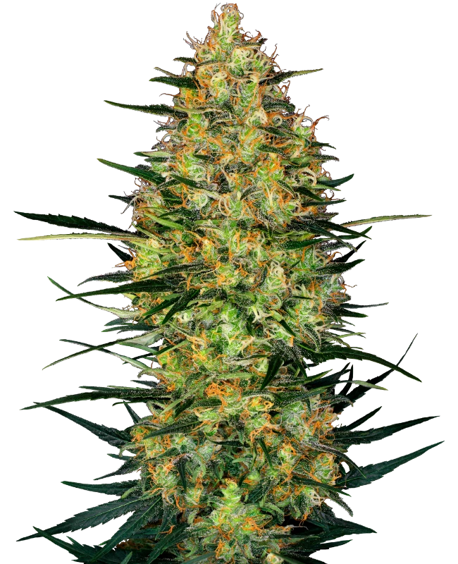 Caramellow Kush Automatic (Research) – Pflanze