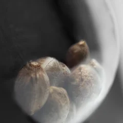 Honey Melon Kush Automatic (Research) – Samen und Produktdetail