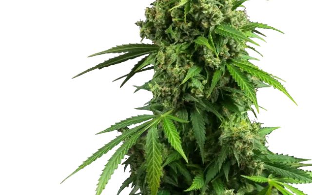 Honey Melon Kush Automatic (Research) – Pflanze