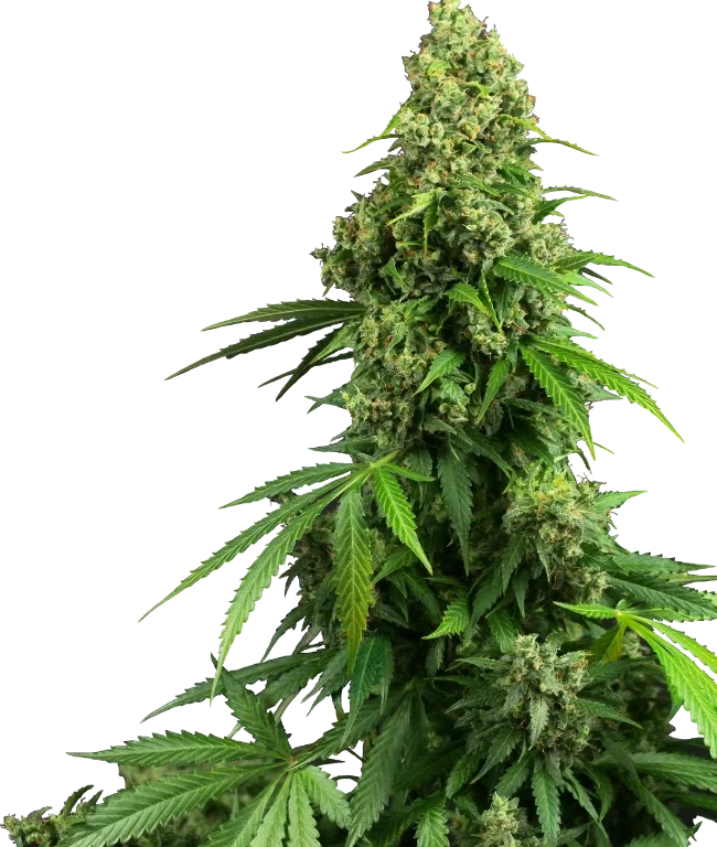 Honey Melon Kush Automatic (Research) – Pflanze