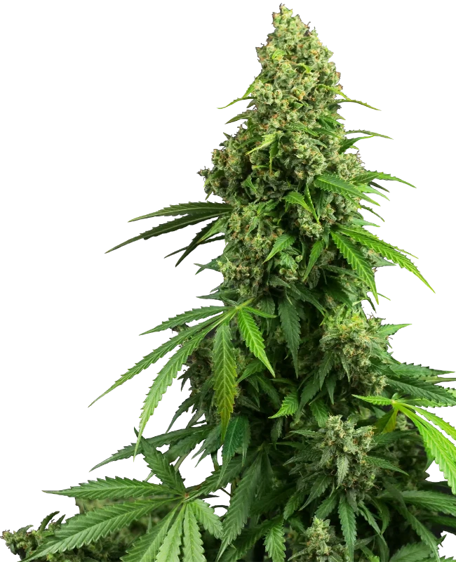 Honey Melon Kush Automatic (Research) – Pflanze