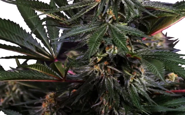 Lockdown Kush Feminized (Research) – Pflanze
