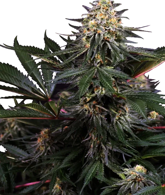 Lockdown Kush Feminized (Research) – Pflanze