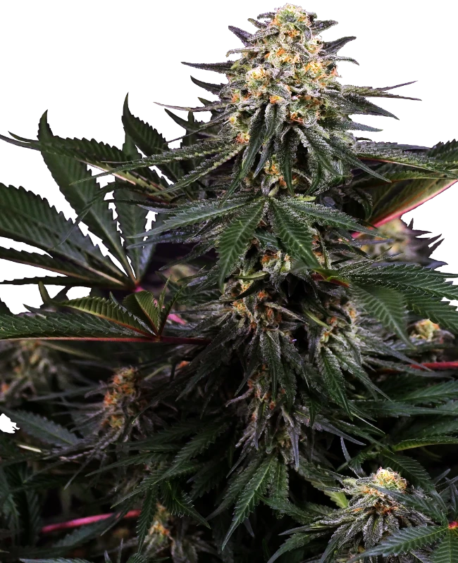 Lockdown Kush Feminized (Research) – Pflanze