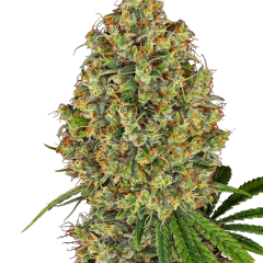 AK-420 Feminized (White Label) – Herstellerbild