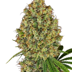 AK-420 Feminized (White Label) – Pflanze