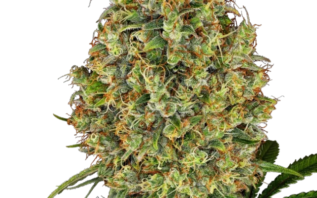 AK-420 Feminized (White Label) – Pflanze