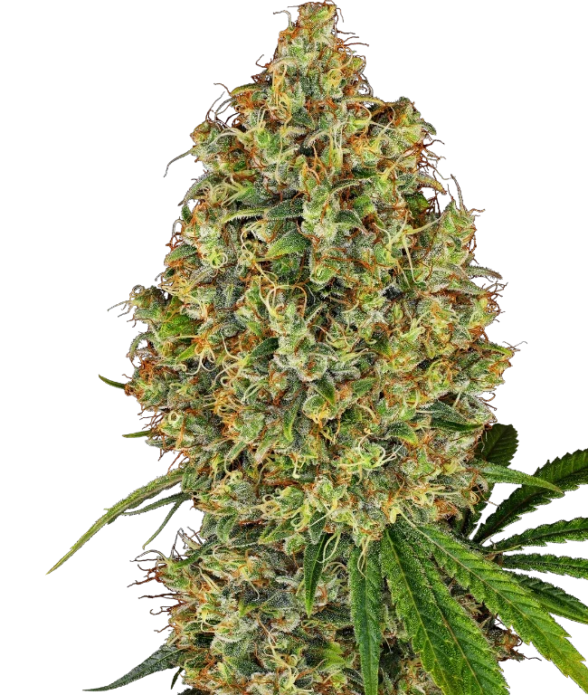 AK-420 Feminized (White Label) – Pflanze