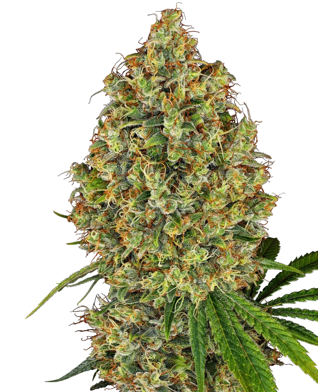 AK-420 Feminized (White Label) – Pflanze