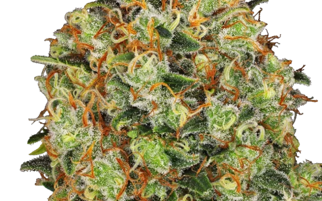 Sweet Tangerine Tango Automatic (Sensi Seeds) – Pflanze