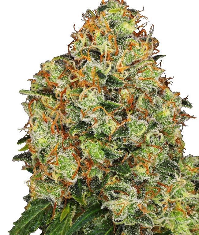 Sweet Tangerine Tango Automatic (Sensi Seeds) – Pflanze