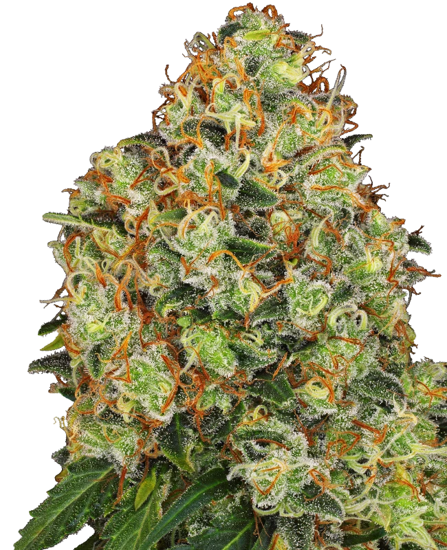 Sweet Tangerine Tango Automatic (Sensi Seeds) – Pflanze