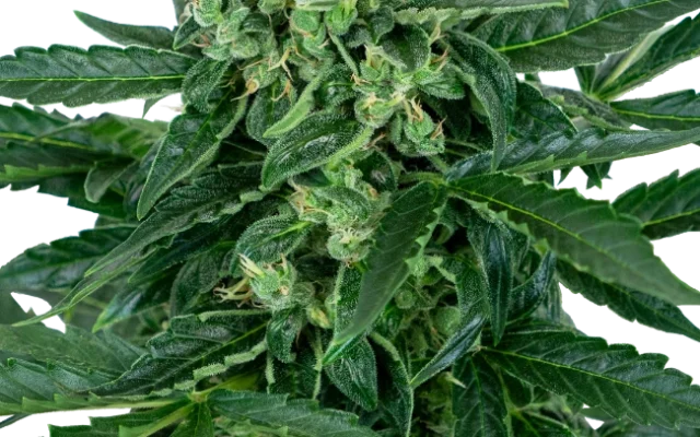 Sensi Amnesia Automatic (Sensi Seeds) – Pflanze