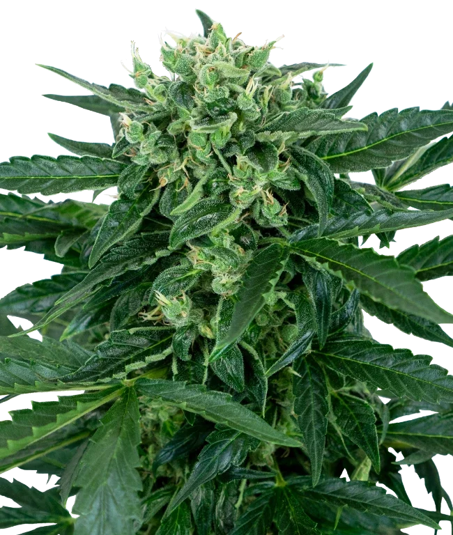 Sensi Amnesia Automatic (Sensi Seeds) – Pflanze