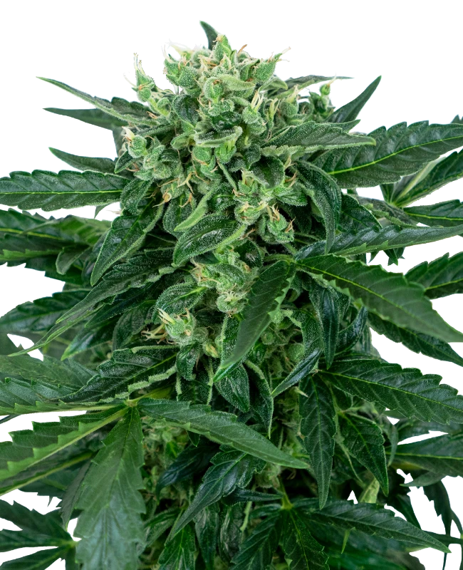 Sensi Amnesia Automatic (Sensi Seeds) – Pflanze