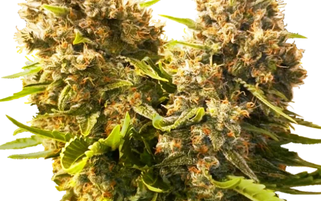 Banana Kush Cake Automatic (Sensi Seeds) – Pflanze