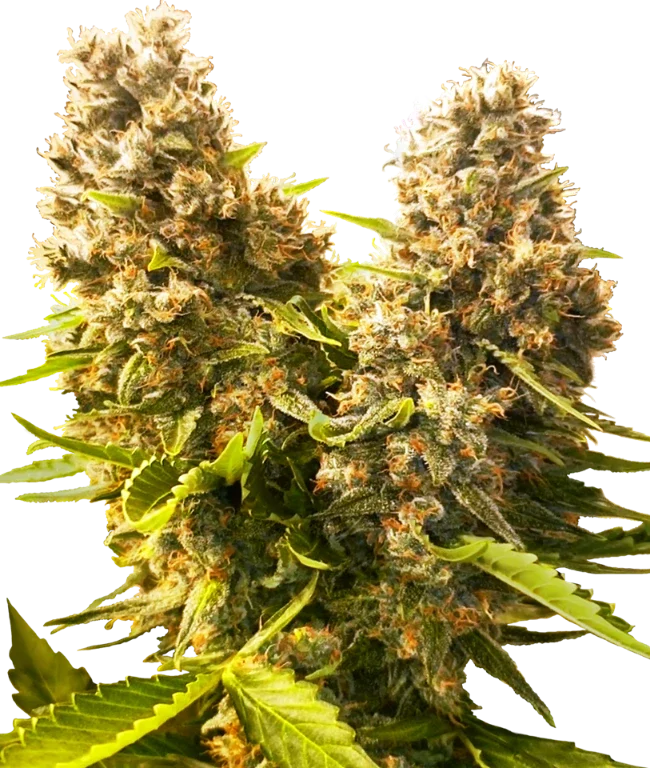 Banana Kush Cake Automatic (Sensi Seeds) – Pflanze
