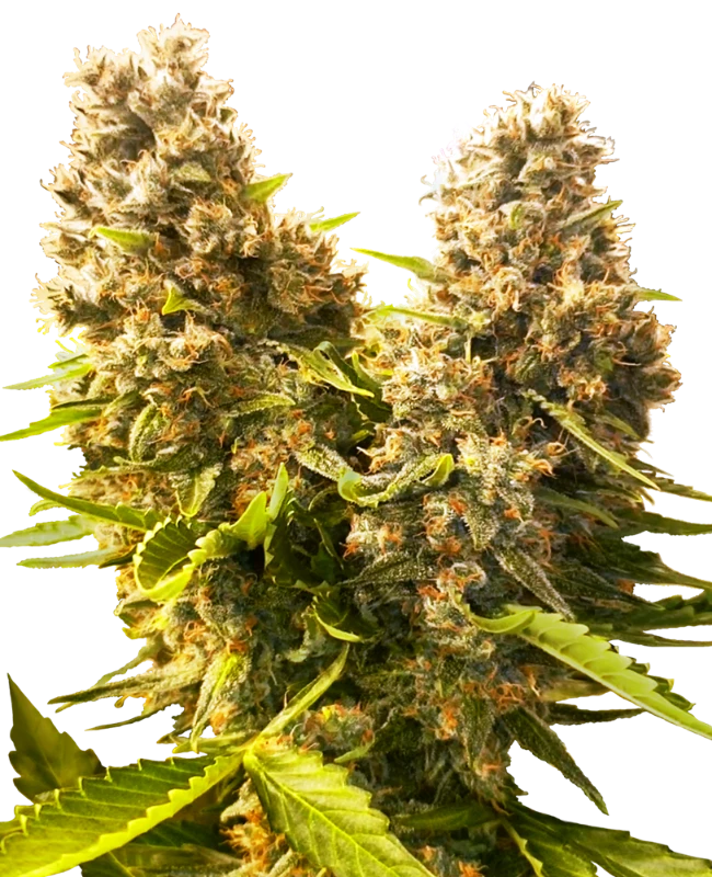 Banana Kush Cake Automatic (Sensi Seeds) – Pflanze