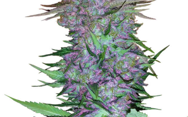 Purple Skunk Automatic (Sensi Seeds) – Pflanze