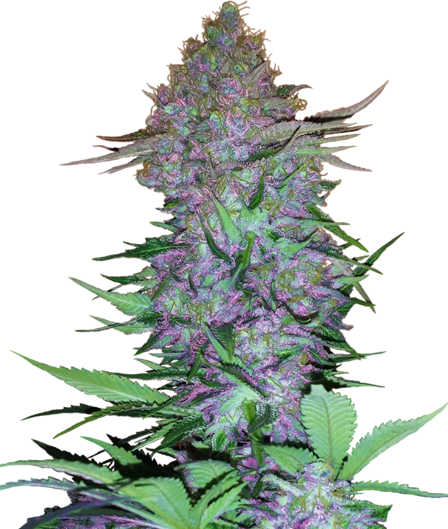 Purple Skunk Automatic (Sensi Seeds) – Pflanze