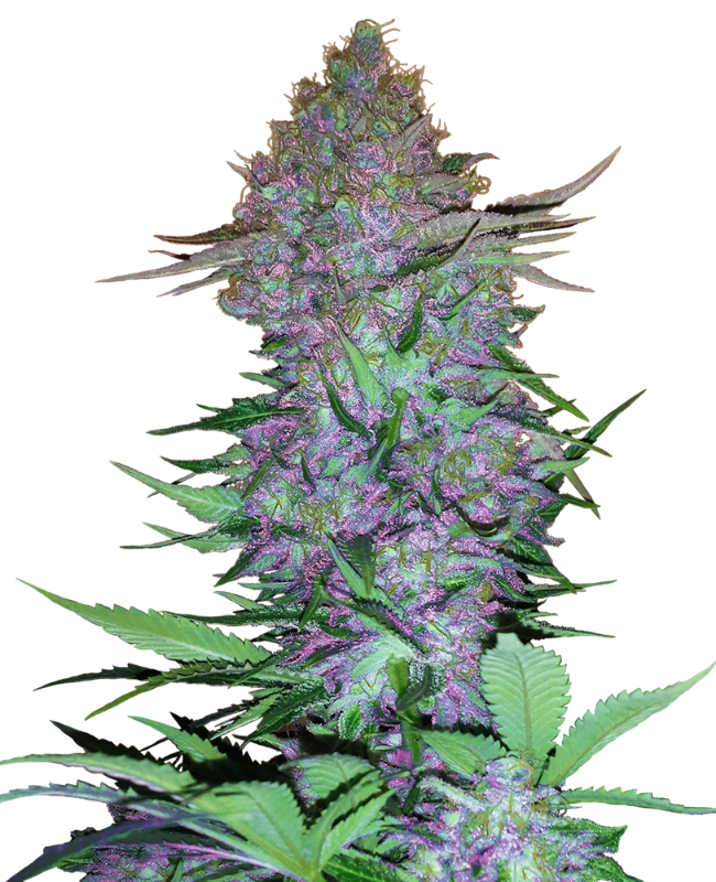 Purple Skunk Automatic (Sensi Seeds) – Pflanze