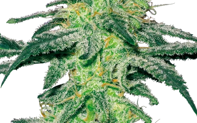 White Skunk Feminized (White Label) – Pflanze