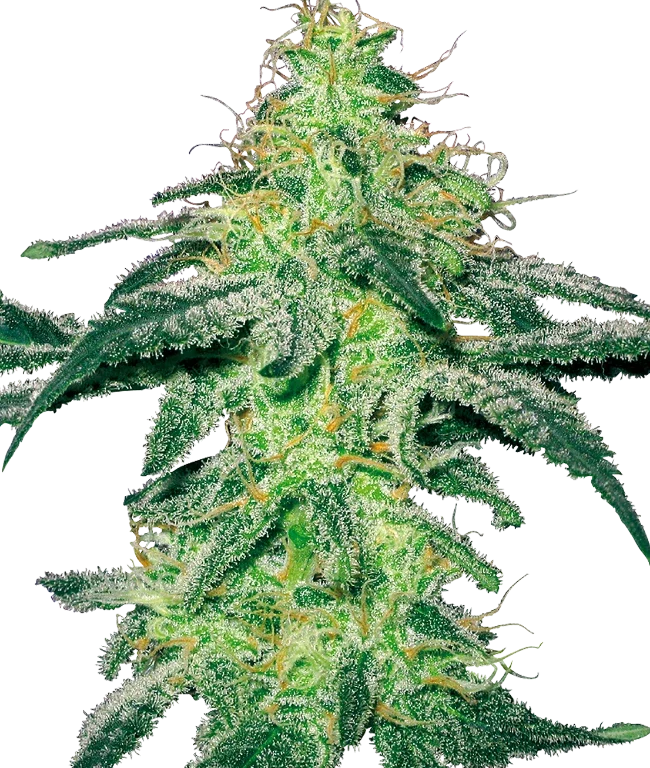 White Skunk Feminized (White Label) – Pflanze