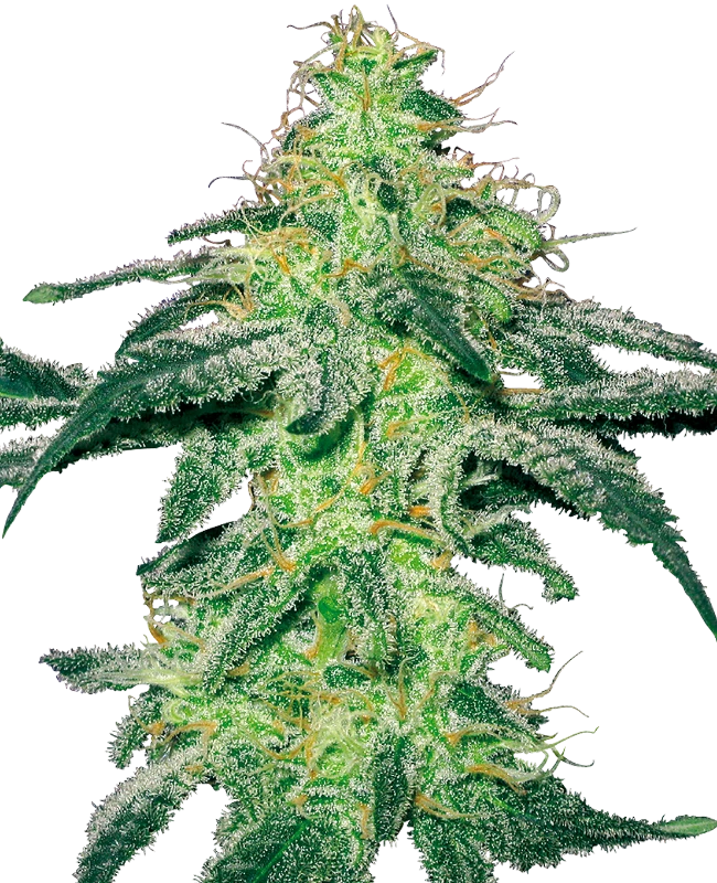 White Skunk Feminized (White Label) – Pflanze