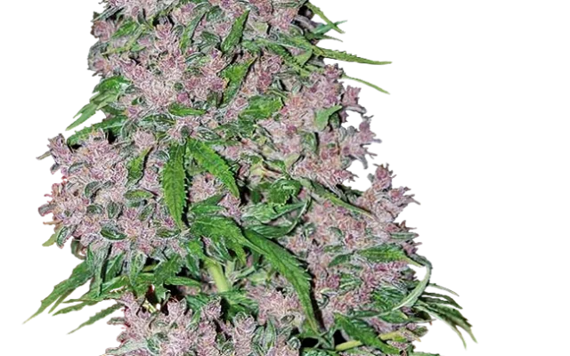 Purple Bud Feminized (White Label) – Pflanze