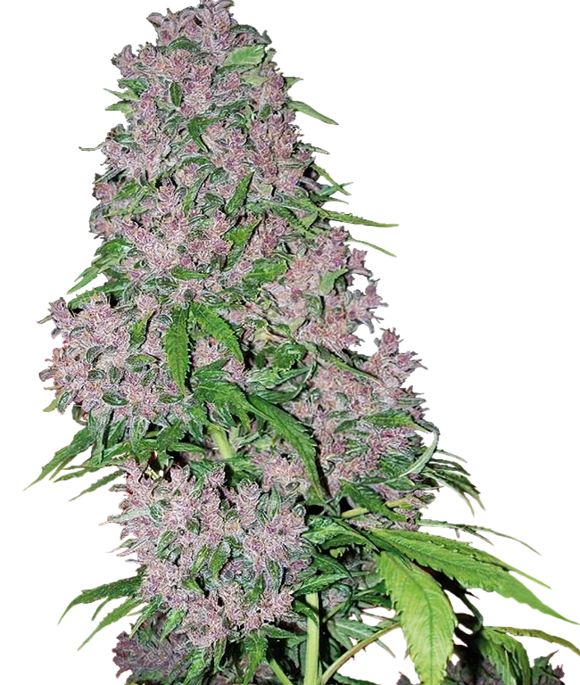 Purple Bud Feminized (White Label) – Pflanze