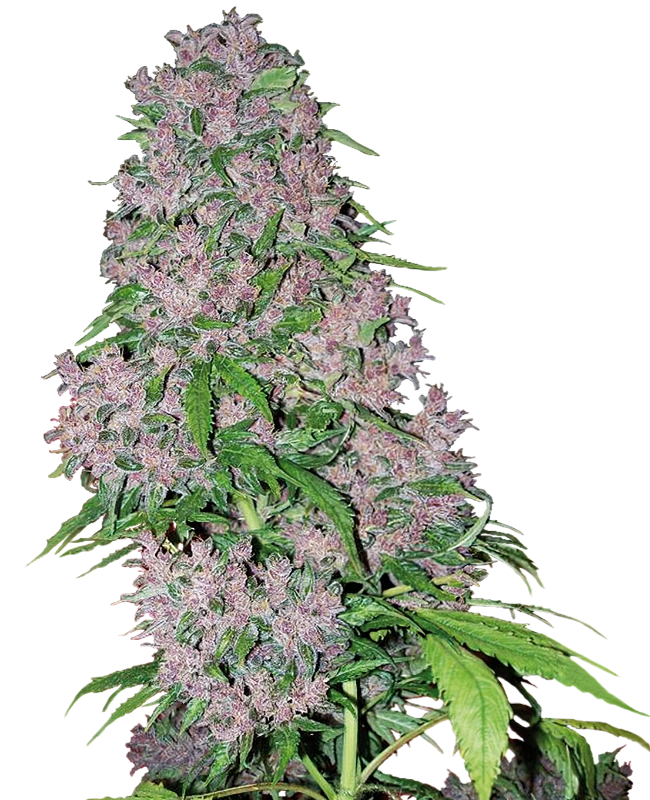 Purple Bud Feminized (White Label) – Pflanze
