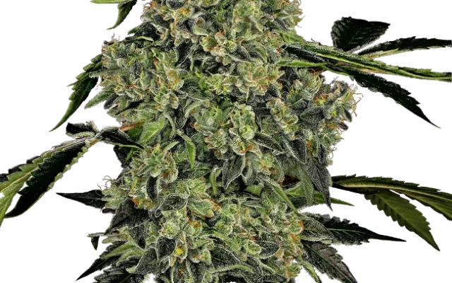 OG Kush Automatic (White Label) – Pflanze