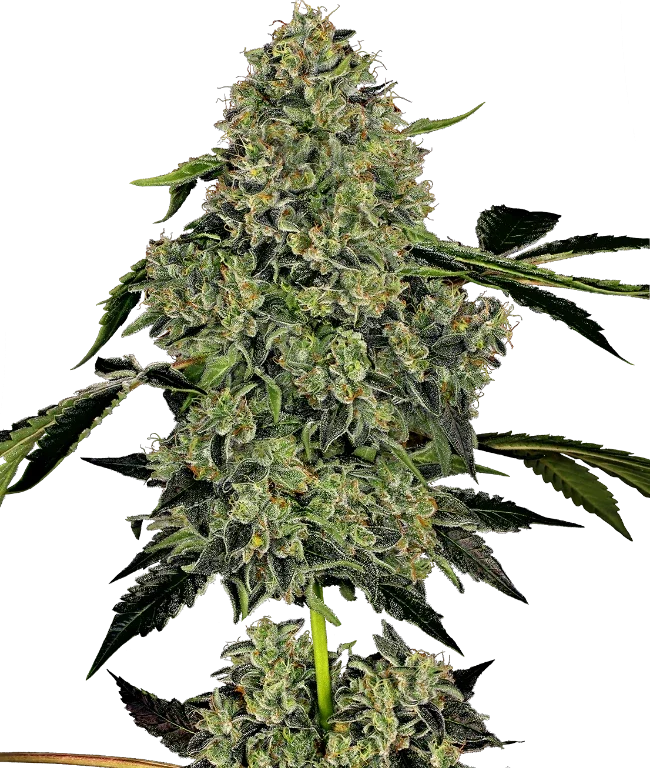 OG Kush Automatic (White Label) – Pflanze