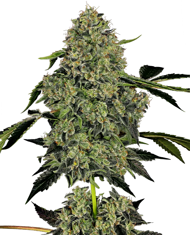 OG Kush Automatic (White Label) – Pflanze