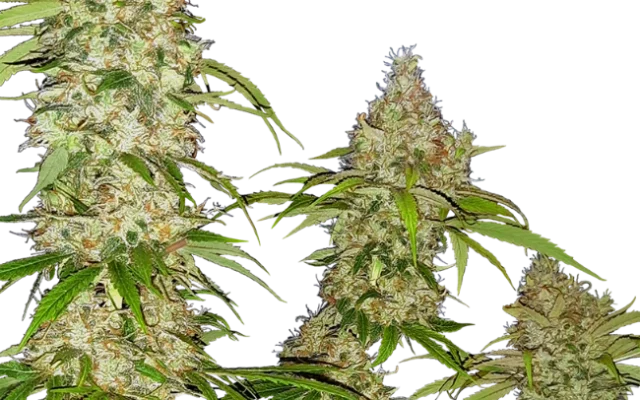 Banana Kush Cake Feminized (Research) – Pflanze