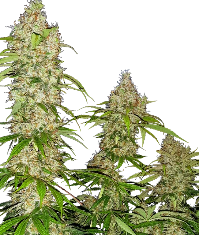 Banana Kush Cake Feminized (Research) – Pflanze