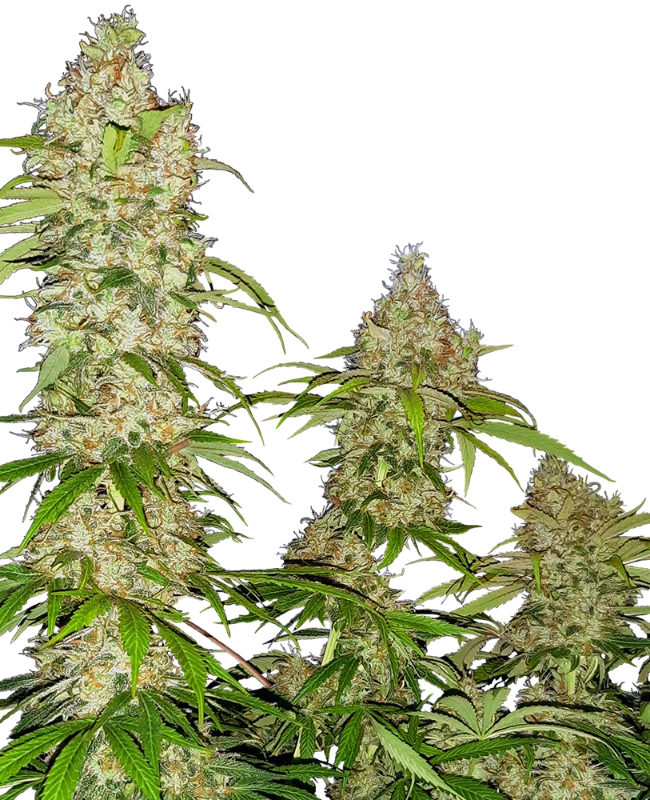 Banana Kush Cake Feminized (Research) – Pflanze